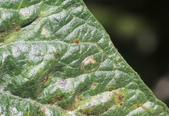 Puccinia chrysanthemi
