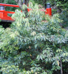 Magnoliopsida