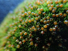 Schistidium maritimum