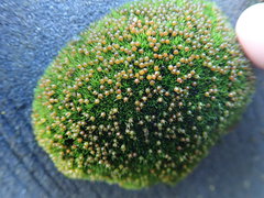 Schistidium maritimum