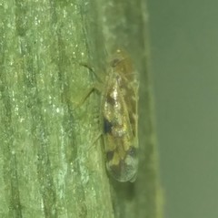 Xestocephalus