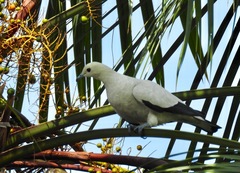 Ducula bicolor
