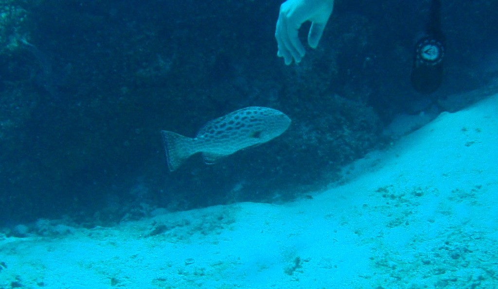 Yellowfin Grouper