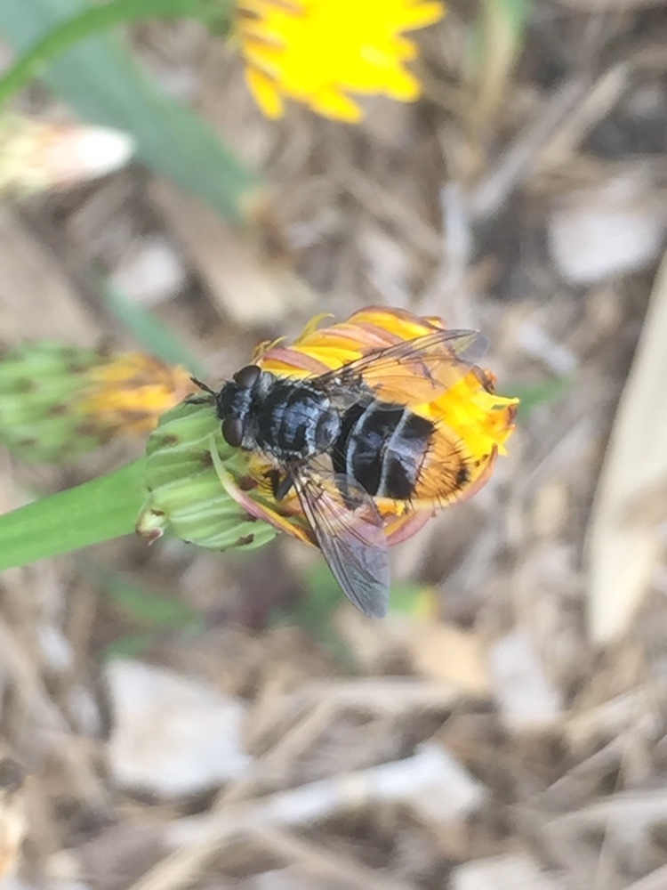 Eristaliomyia
