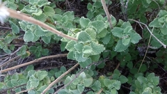 Pseudodictamnus hirsutus