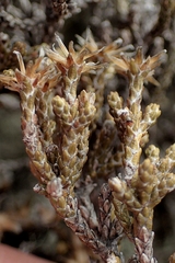Helichrysum parvifolium