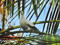 Ducula bicolor