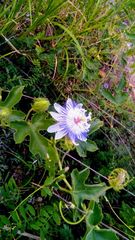 Passiflora arizonica