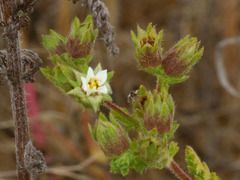 Horkelia cuneata