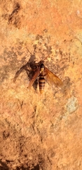 Polistes carnifex carnifex