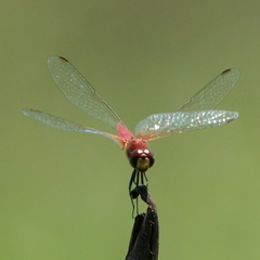 Aethriamanta nymphaeae