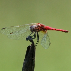 Aethriamanta nymphaeae
