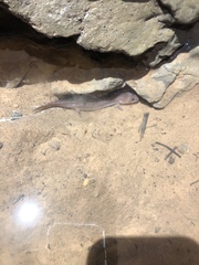 Gyrinophilus porphyriticus