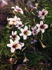 Salpiglossis sinuata