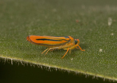 Soosiulus servula