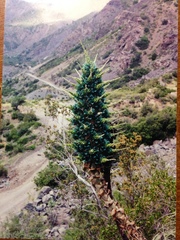 Puya alpestris