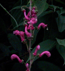 Centropogon urubambae