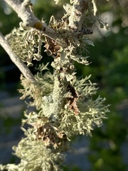 Ramalina stenospora