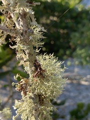 Ramalina stenospora