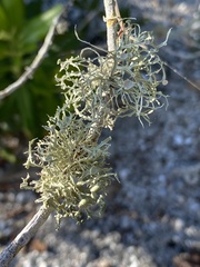 Ramalina stenospora