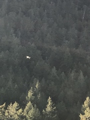 Larus brachyrhynchus