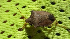 Euschistus conspersus