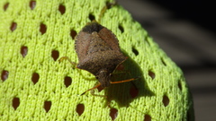 Euschistus conspersus