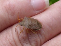 Euschistus conspersus