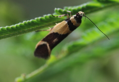Macrobathra chrysotoxa