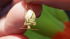 Euschistus conspersus