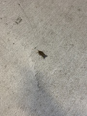 Nepoidea