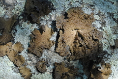 Lasallia pensylvanica image