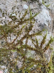 Sciuro-hypnum plumosum