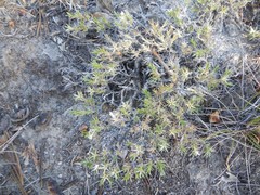 Sabulina nuttallii
