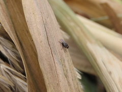 Coenosia atra