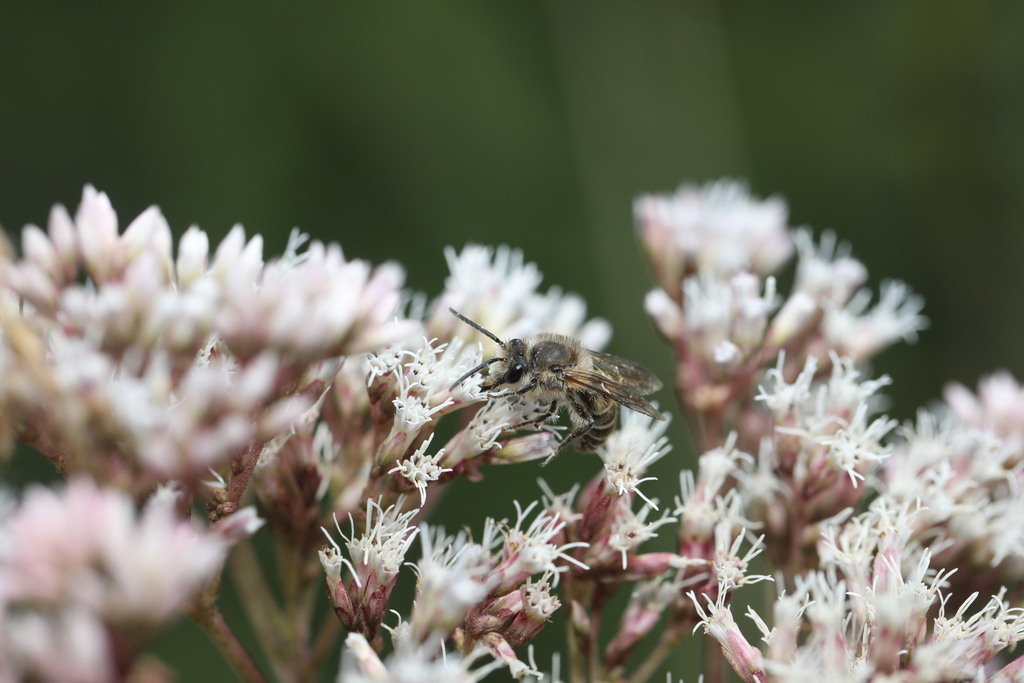 Taiwan Cellophane Bee