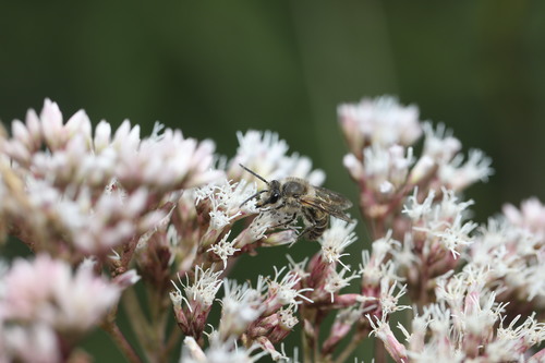 Colletes taiwanensis