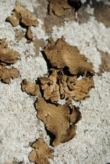 Lasallia pensylvanica image