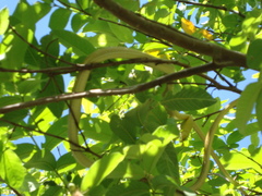 Oxybelis wilsoni