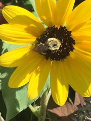 Bombus impatiens image