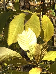 Asimina triloba