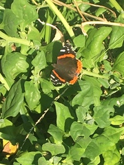 Vanessa atalanta