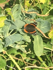 Vanessa atalanta