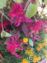 Celosia argentea plumosa