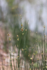 Cyperus gymnocaulos