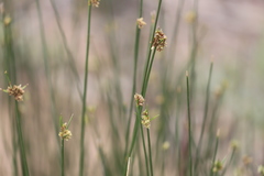 Cyperus gymnocaulos
