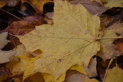 Acer saccharum