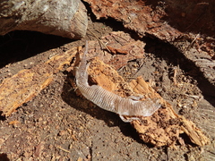 Gerrhonotinae