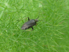 Irbisia californica