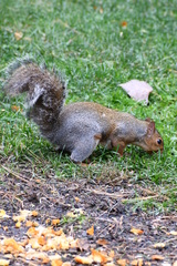 Sciurus carolinensis